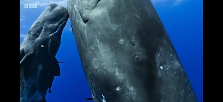 Sperm whale (Physeter macrocephalus) as shown in Blue Planet II - Big Blue